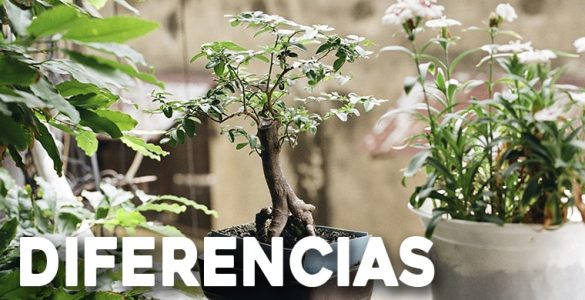 diferencias entre la jardineria bonsai y la jardineria miniatura