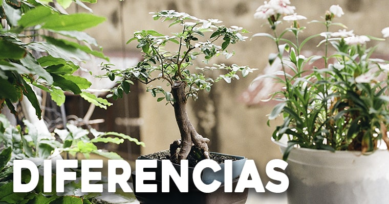 diferencias entre la jardineria bonsai y la jardineria miniatura