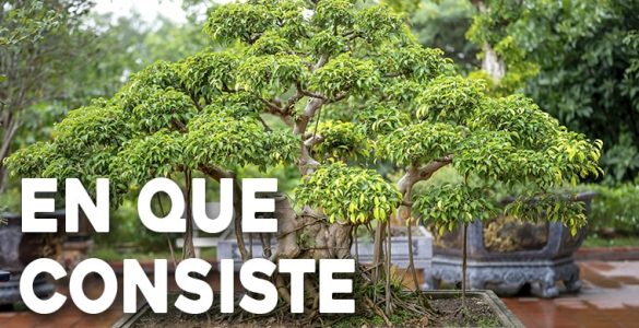 en que consiste la jardinera bonsai