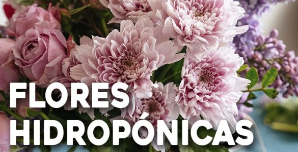 flores que se pueden cultivar hidropónicas