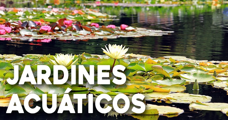 guia de jardines acuaticos