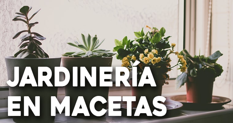 jardineria en macetas