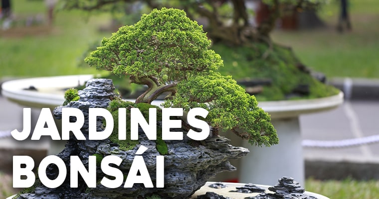 jardines bonsai