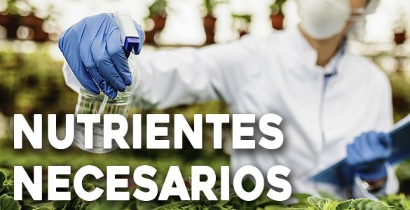 nutrientes necesarios cultivo hidroponico