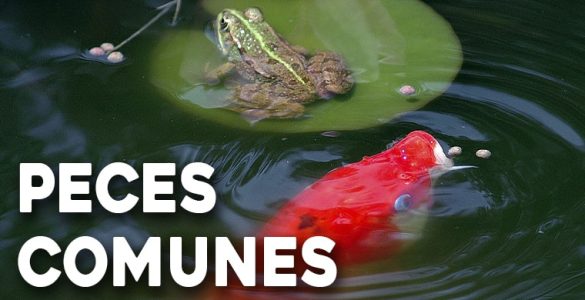 peces comunes en los jardines acuaticos