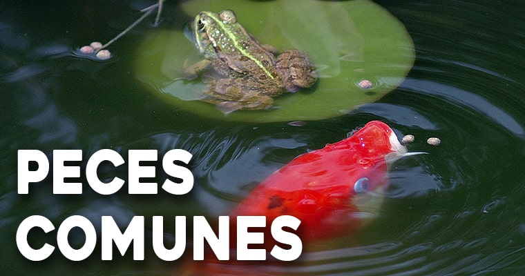 peces comunes en los jardines acuaticos