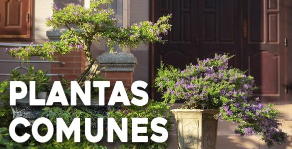 plantas comunes en los jardines bonsais