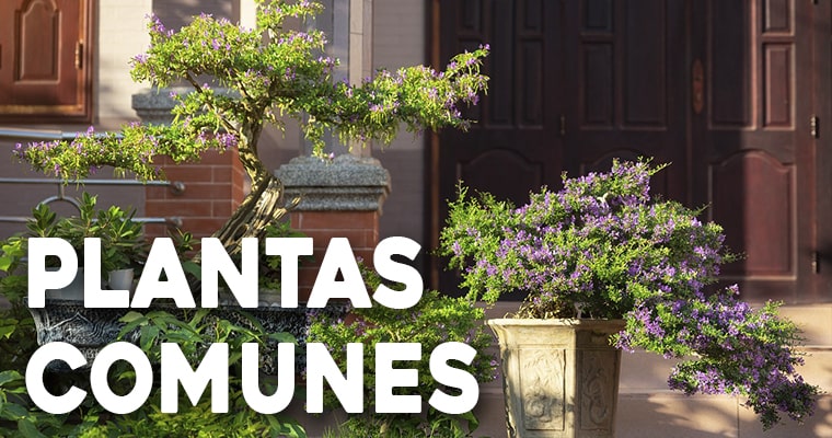 plantas comunes en los jardines bonsais