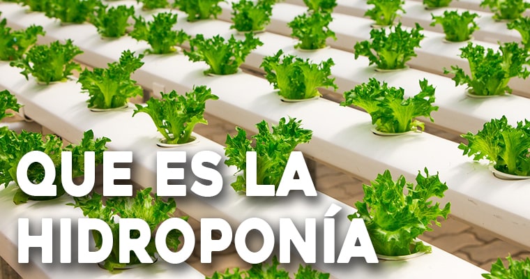 que es la hidroponía